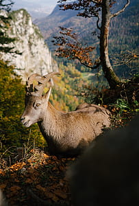 brown mountain goat thumbnail