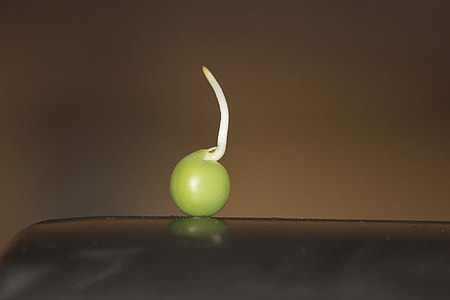 green fruit with sprout thumbnail