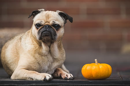 Pug Dog & Pumpkin Photo thumbnail