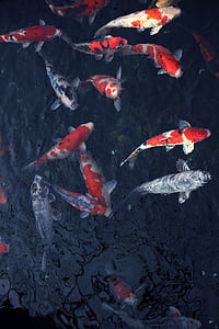 shoal of koi fishes thumbnail