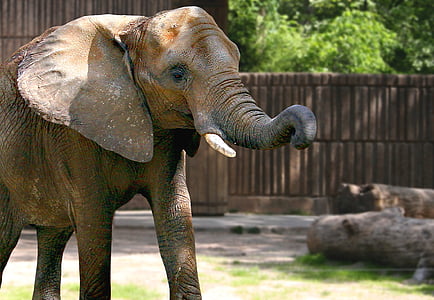 gray elephant walking near green leafed tree at daytime thumbnail