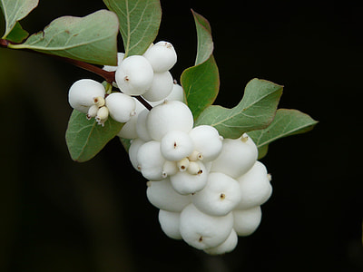 close-up photo of round white fruits thumbnail