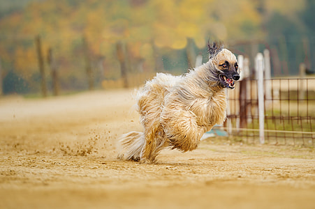 long-coated brown dog running thumbnail