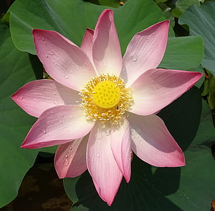 pink and white petaled flowers blooming during daytime thumbnail