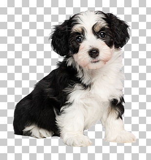 Havanese Maltese Dog Poodle Puppy Cat Lovely Long Haired Dog