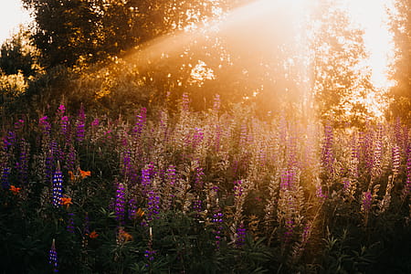 Photo of Lavenders During Golden Hour thumbnail