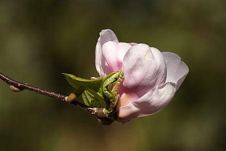 white and pink magnolia flower in selective focus photography thumbnail