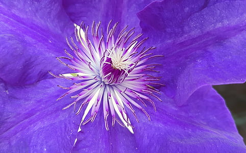 closeup photo of purple petaled flower thumbnail