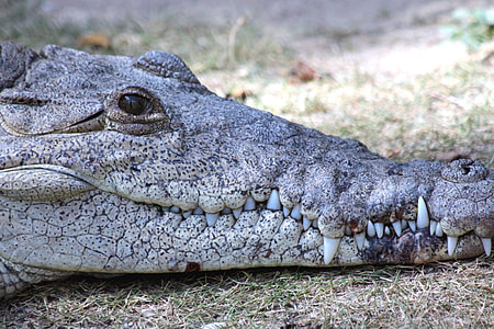 Ostrorylyj Crocodile, Crocodylus Acutus thumbnail