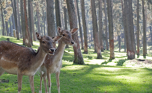 two brown-and-white does in the middle of forest during daytime thumbnail