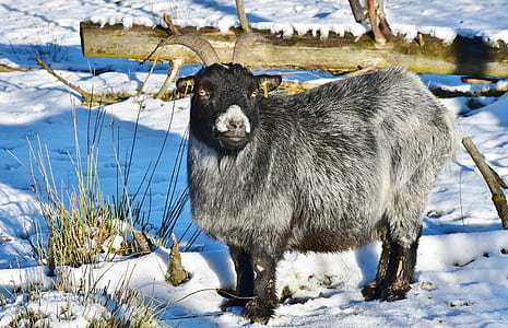 white and black goat standing on a snow thumbnail