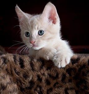 short-fut orange tabby kitten lying on brown fur textile thumbnail