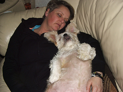 woman and adult West Highland white terrier sleeping on sofa thumbnail