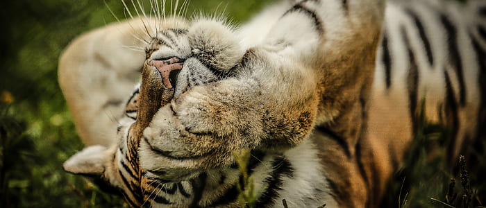 tiger laying on grass thumbnail