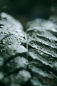 close-up photography of leaf with water droplets thumbnail