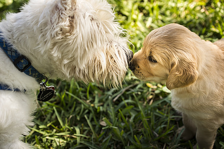 adult West Highland white terrier and golden retriever puppy thumbnail