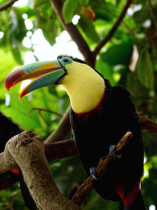 toucan on branch of tree thumbnail