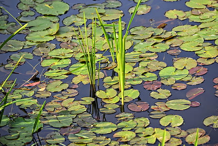 green plants on water thumbnail