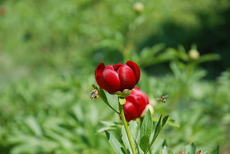 selective focus photography of red petaled flower thumbnail