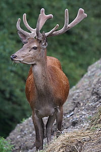 brown deer on brown rock formation during daytime thumbnail