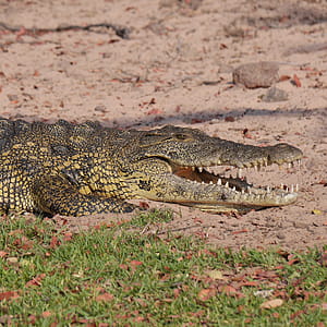 Grey and Yellow Crocodile Crawling With Open Mouth during Daytime thumbnail