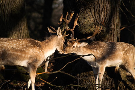 two brown buck kissing during daytime thumbnail