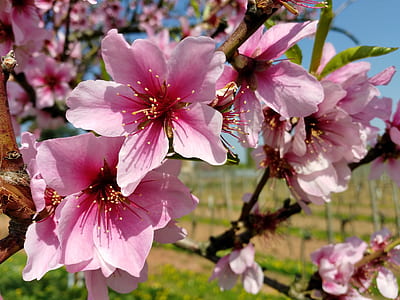 pink flowers during daytime thumbnail