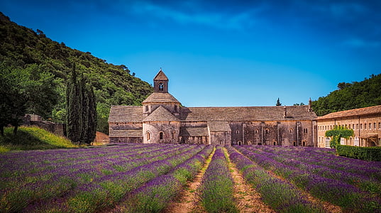 HD photography of gray building near lavender flower thumbnail