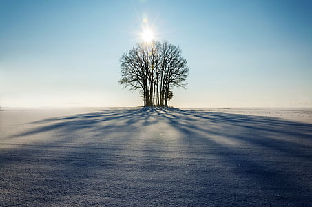 photo of bare tree during daytime thumbnail
