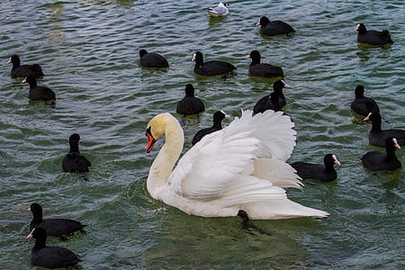 perched of swan thumbnail