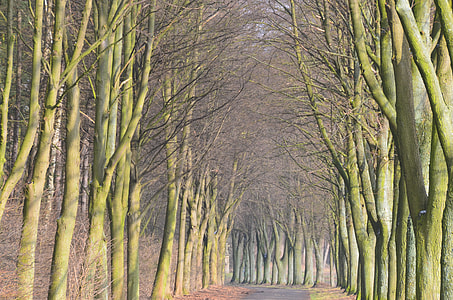 narrow road between leafless trees graphic wallpaper thumbnail