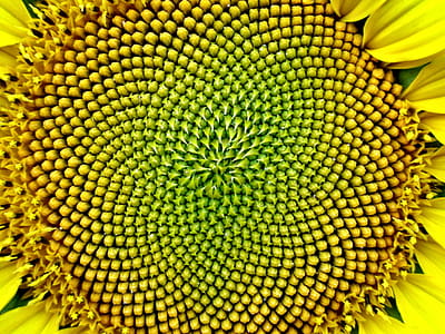 A Sunflower forming seeds in a prominent swirly pattern and a stunning example of the Fibonacci sequence in nature thumbnail
