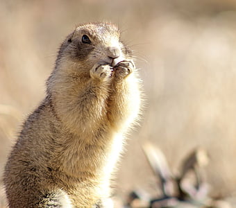 shallow focus photography of brown and white animal thumbnail