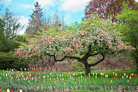 field of flowers beside trees thumbnail