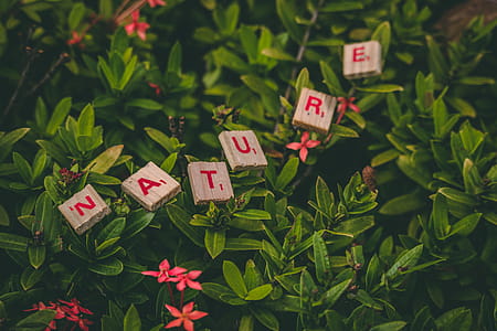 Scrabble Pieces Forming Nature Word thumbnail