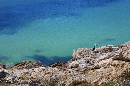 penguin on rock formation near sea thumbnail