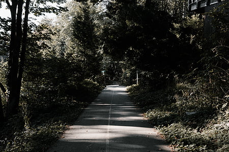 gray concrete road surrounded by leafed trees thumbnail