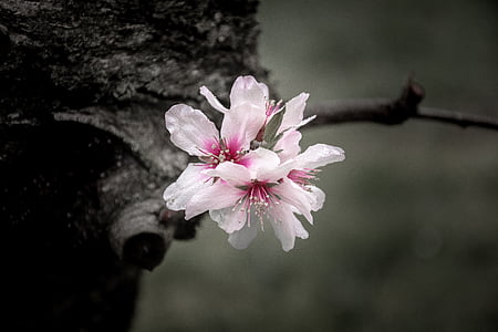 pink flowers thumbnail