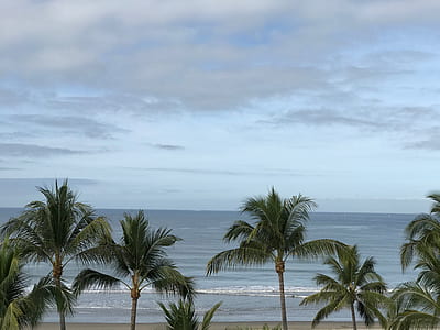 green palm trees on seashore thumbnail