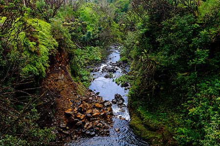 green trees thumbnail
