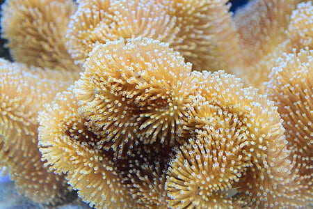 underwater photography of beige anemone thumbnail