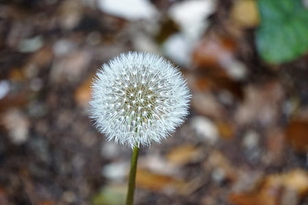 light, nature, summer, garden thumbnail