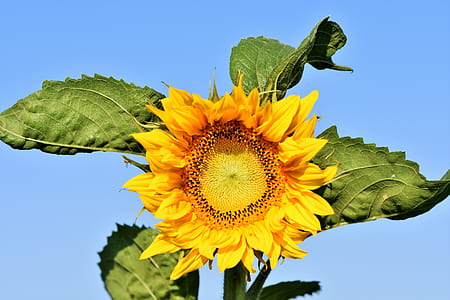 yellow sunflower thumbnail