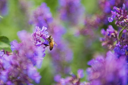 Selective Focus Photography of Honey Bee on Lavender thumbnail