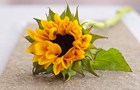 yellow sunflower on grey mat thumbnail