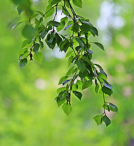selective focus photography of green leaves thumbnail