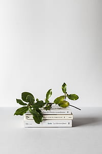 green leaf thumbnail