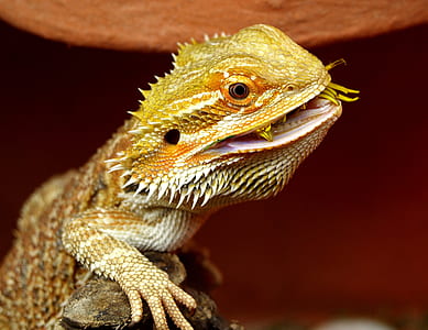 selective focus photography of pogona lizard thumbnail