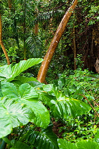 taro plant near palm tree thumbnail