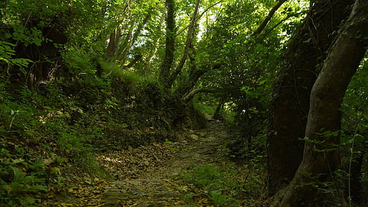 green tall trees at daytime thumbnail